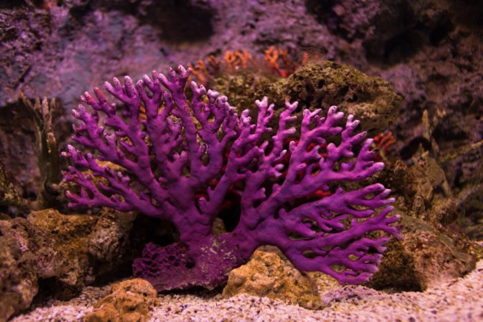 The way to Keep away from Water Adjustments in Reef Tank A Complete Information