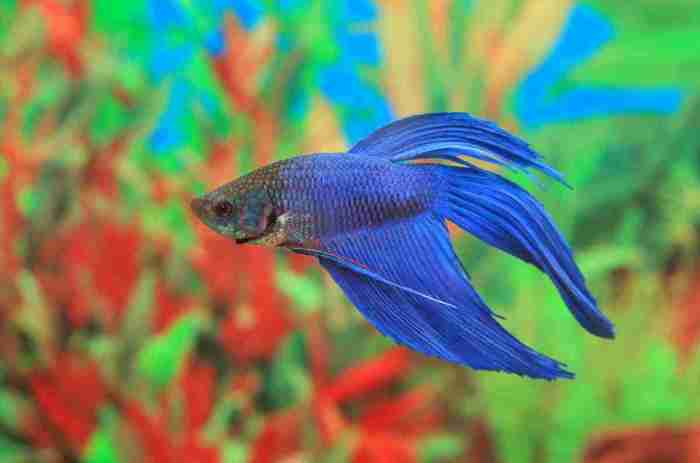 How to euthanize betta fish