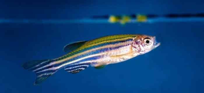 Euthanize a Fish The Final Information