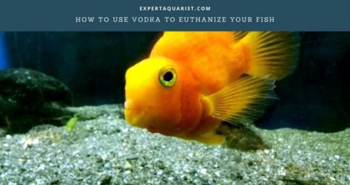 How to euthanize a fish
